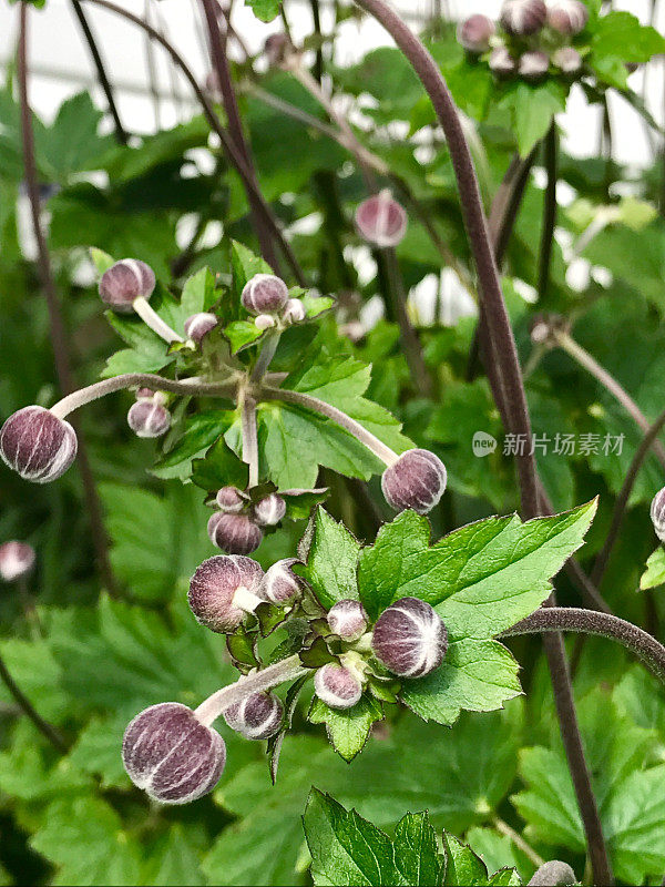 常年锦葵花