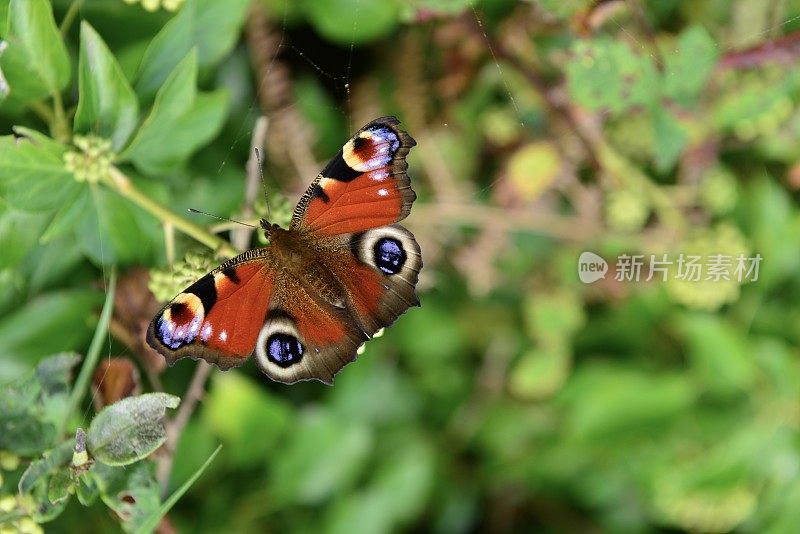 孔雀蝶，泽西岛，英国