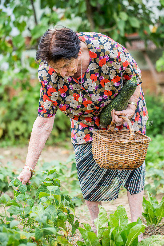 菜园子里的老妇人