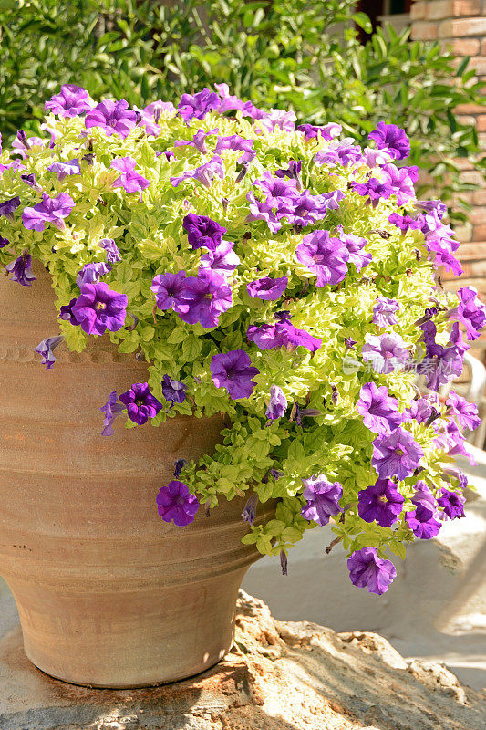 赤陶土花盆里挂着紫色的牵牛花。