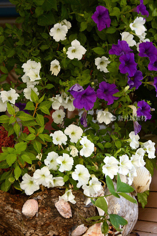 大群白色和紫色的盛开的矮牵牛花。