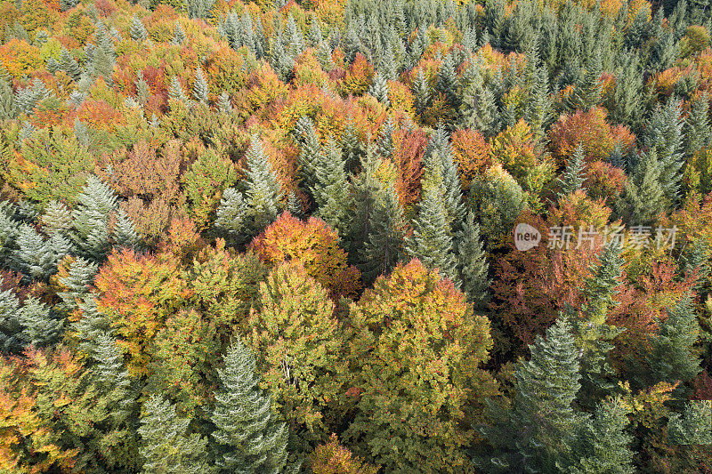 秋天的森林背景
