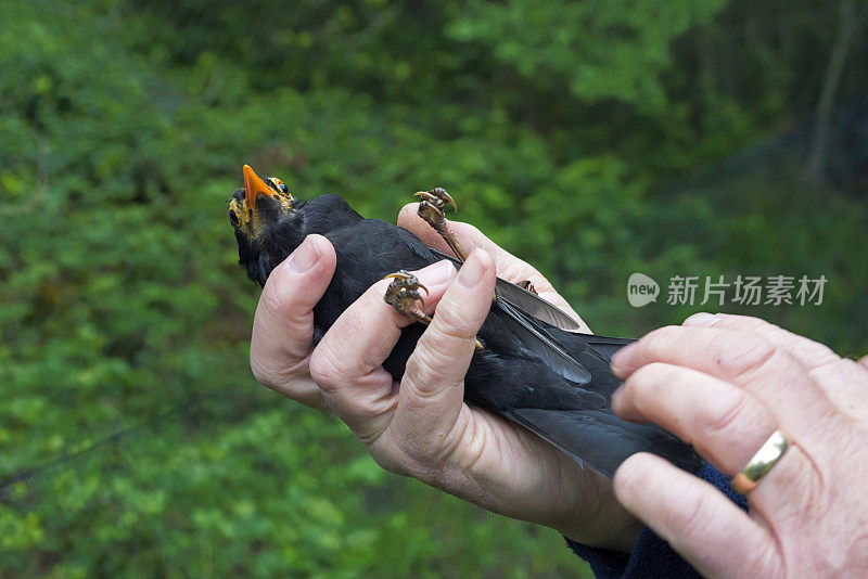 换羽雄性普通黑鹂(黑鹂)，英国鸟类学信托