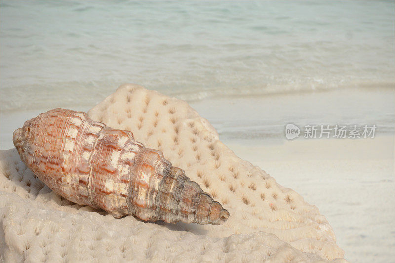 克拉维斯海螺壳上的一块珊瑚片
