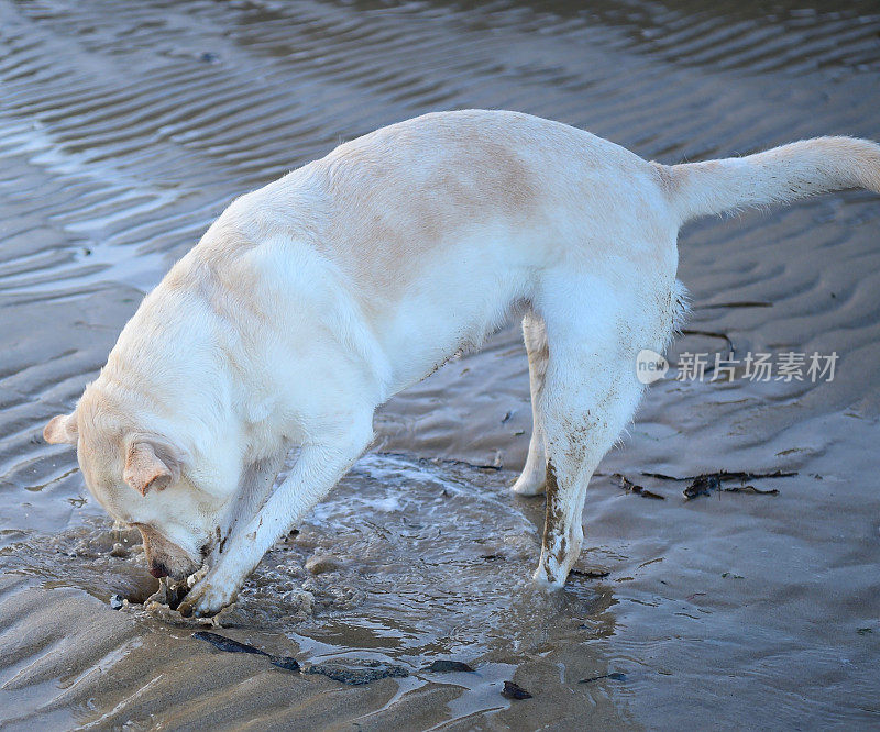 康沃尔的拉布拉多寻回犬