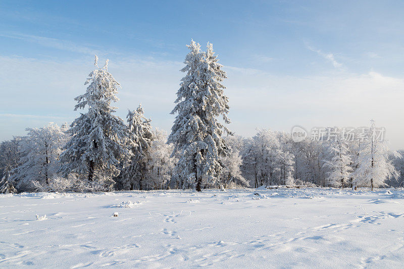 白雪覆盖的松树景色优美