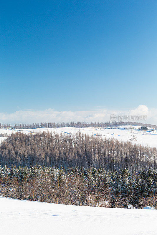 北海道北依的雪山和桦树