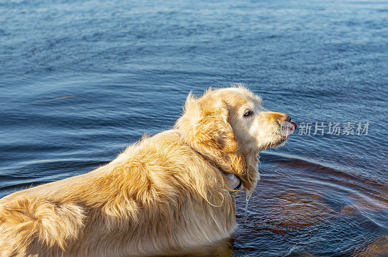 湖边的金毛猎犬