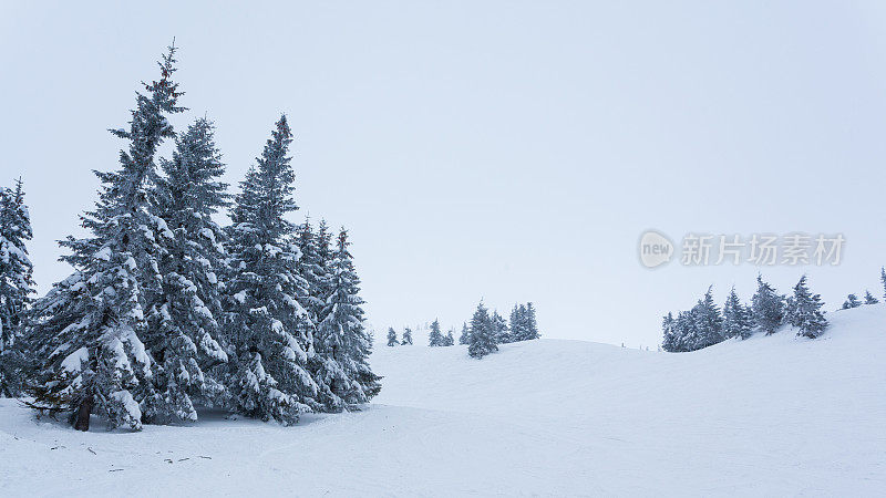 雪后冰雪覆盖的冷杉林和冬日灰蒙蒙的天空。喀尔巴阡山脉,乌克兰。