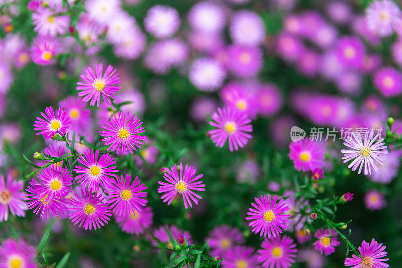 野雏菊背景