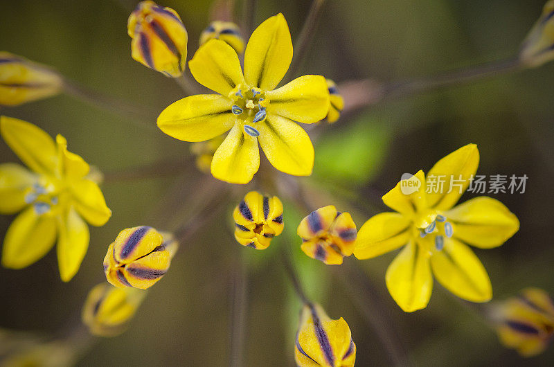 黄豆，褐豆的花头