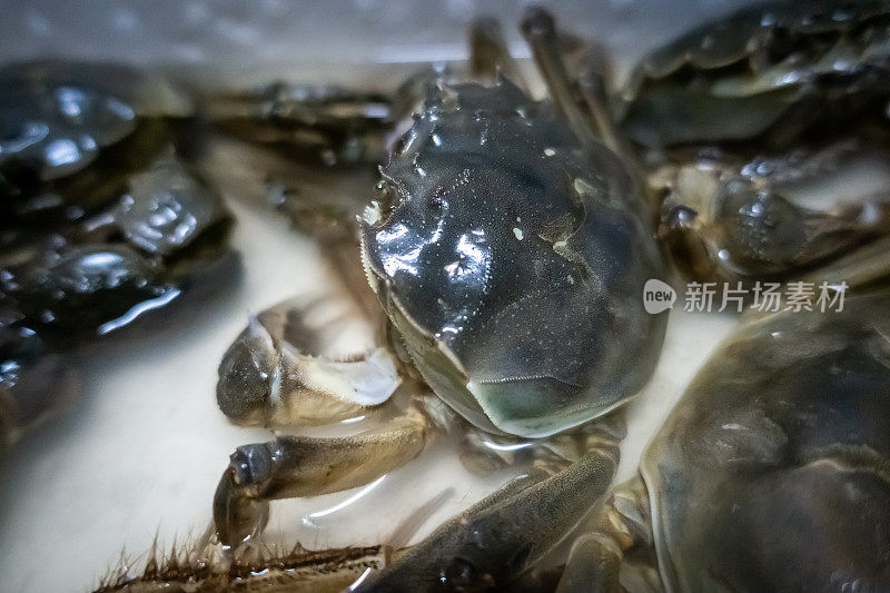 中华绒螯蟹，中国大闸蟹，大闸蟹，青蟹，上海大闸蟹