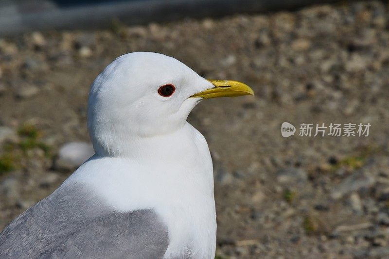 迪纳利NP萨维奇河的鸥叫声