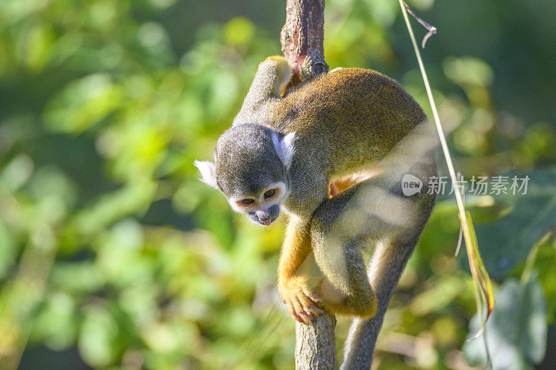 黑帽松鼠猴(秘鲁玻利维亚松鼠猴)南美的松鼠猴，坐在高高的树上
