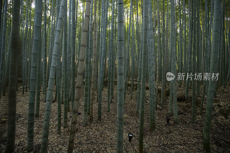 京都竹林