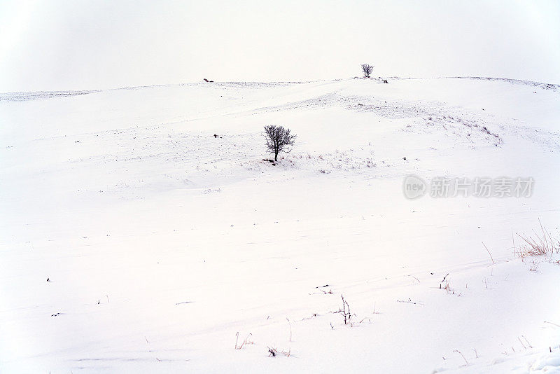 雪在草地，冬天的风景