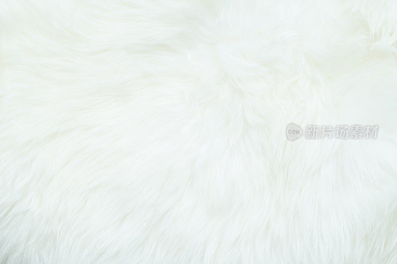 羊皮，小羊羔皮白色背景的绵羊或小羊羔皮地毯，具有柔软的毛纹理，在皮革上与羊毛鞣制，天然绝缘体