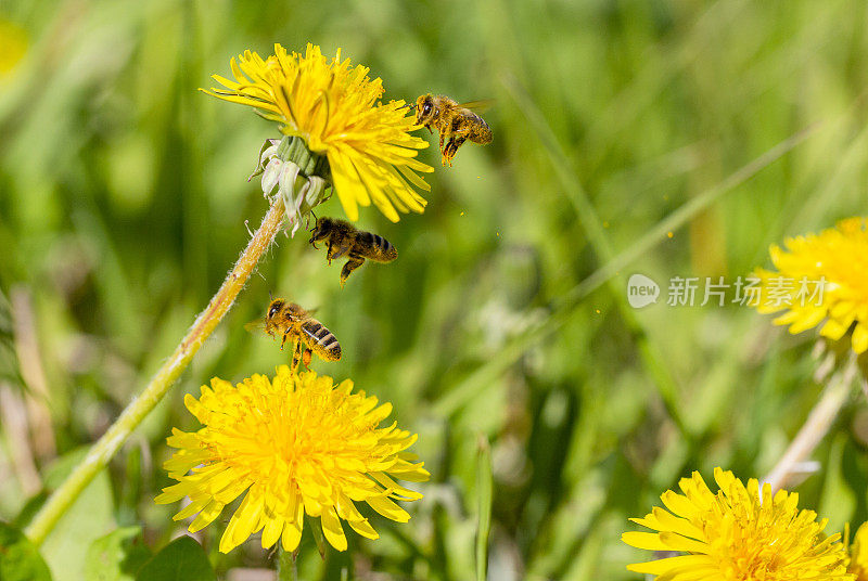 蜜蜂在蒲公英上