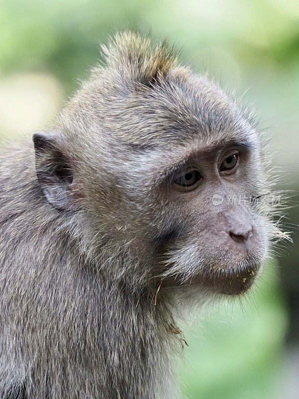 乌布圣猴保护区的猕猴