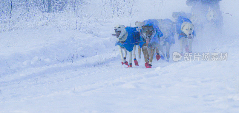 雪橇犬