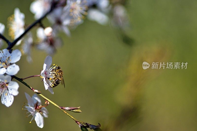 家李-白梅和蜜蜂。巴伐利亚,德国。