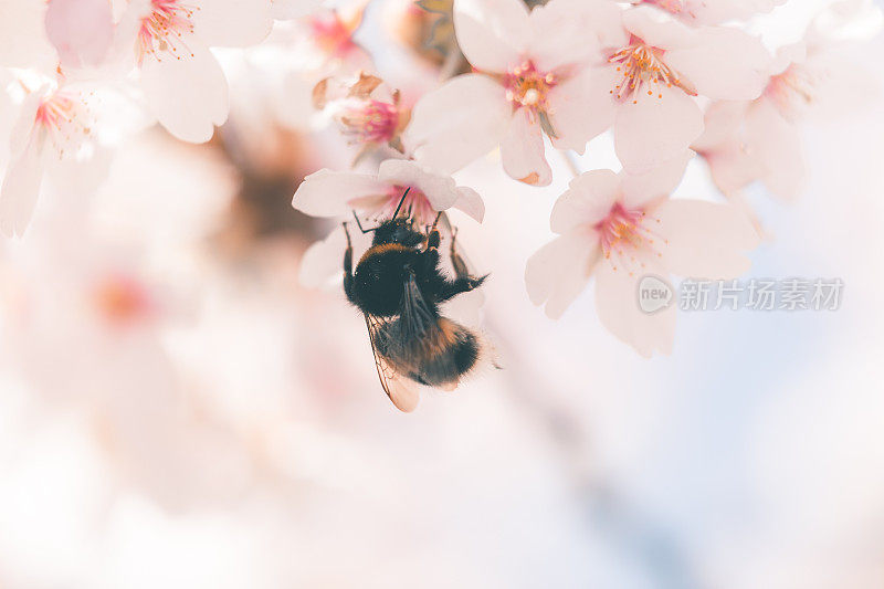 浪漫的樱花树与蓝天在一个阳光明媚的春天与大黄蜂