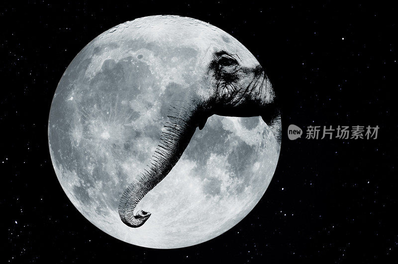 黑白图案的动物在满月前——大象