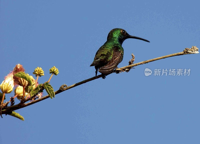 蜂鸟在花园