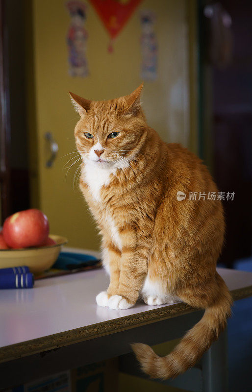 黄姜猫宠物