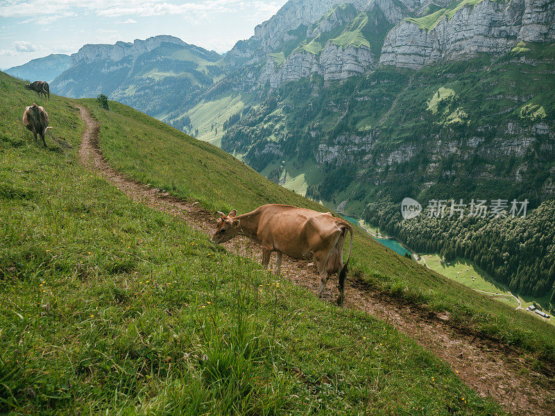 阿彭策勒奶牛在草地上