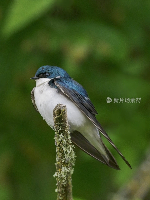 树燕子栖息在树枝俄勒冈野生鸟