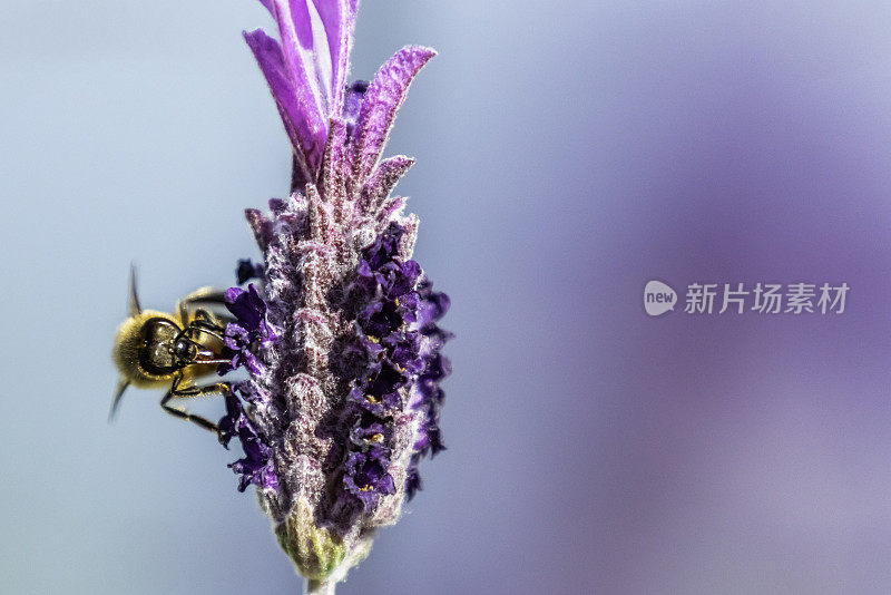 一个非洲蜜蜂授粉薰衣草花的特写