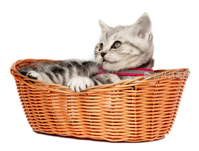 漂亮的小猫(英国短毛猫)在一个篮子孤立的白色