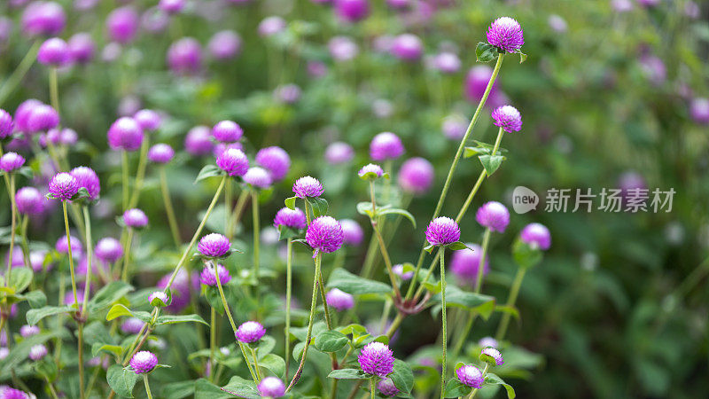 公园里的苋菜花