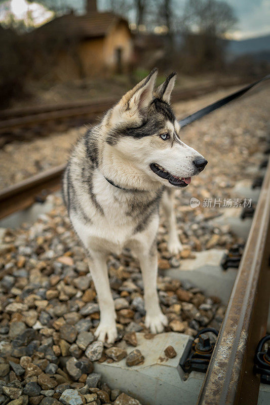 蓝眼睛的西伯利亚哈士奇犬