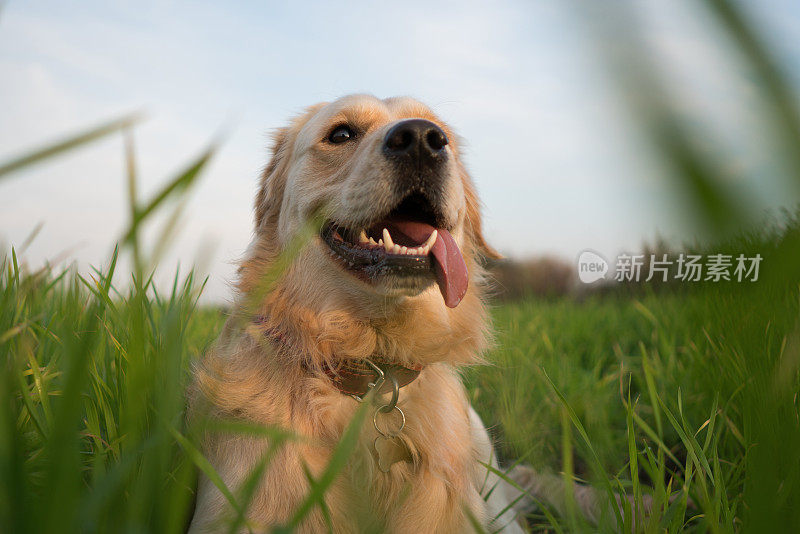 金毛猎犬坐在草地上。