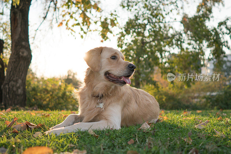 可爱的金毛猎犬躺在公园的绿草地上。