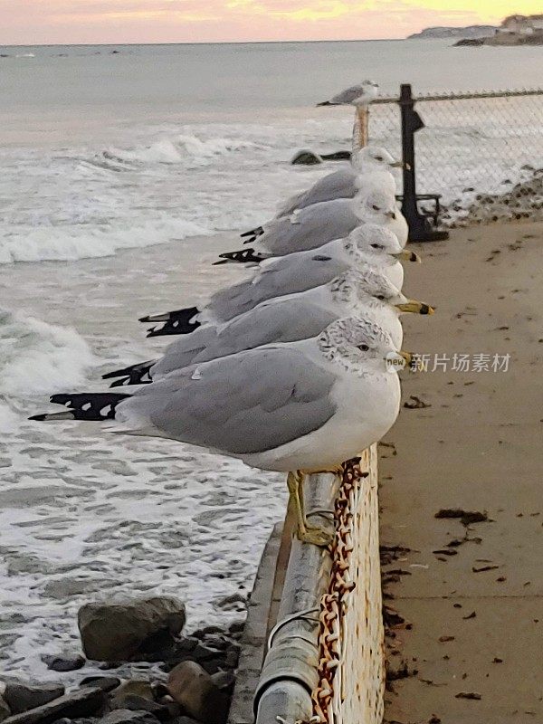 海鸥排队