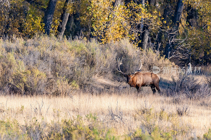 公麋鹿-麋鹿聚集在查尔斯·M·罗素野生动物保护区发情