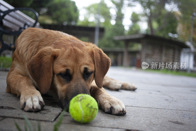 一只快乐的毛茸茸的悲伤的狗看守着一个网球