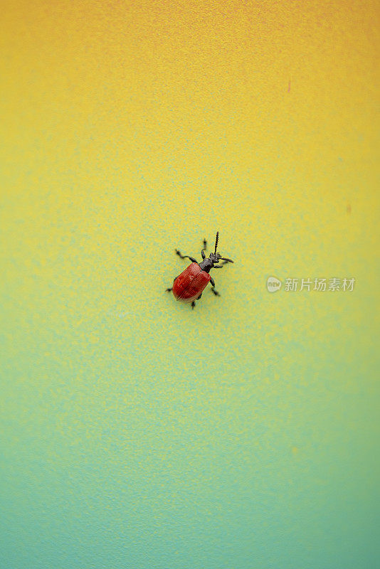 空中土豆象鼻虫彩色背景