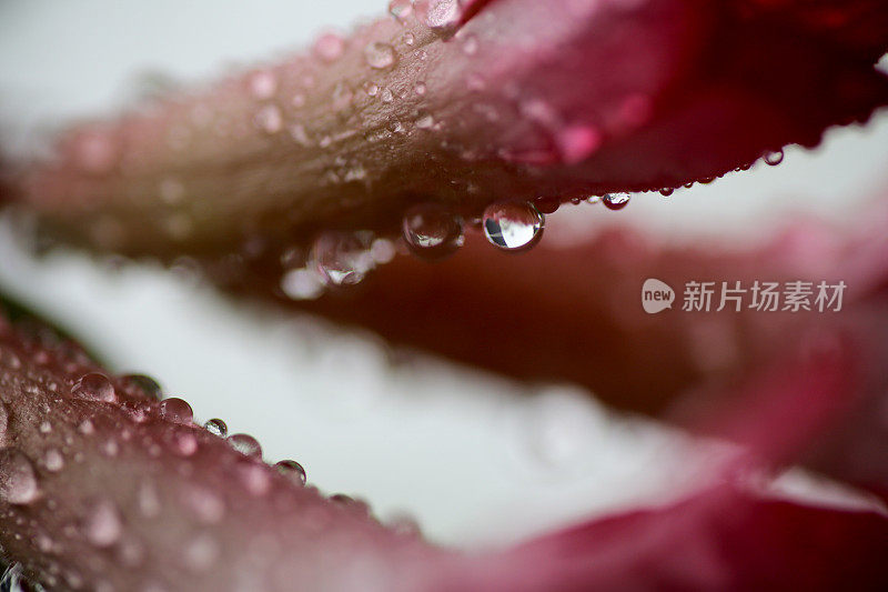 雨中花