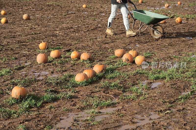 手推车被一个不认识的人推着穿过泥泞的田野，南瓜地里成熟的橙色南瓜，泥地里种植的南瓜准备为万圣节出售，前景聚焦
