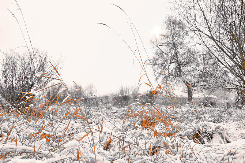 冬季单色ladscape与树枝枯黄的草覆盖着雪，美丽的冬季，柔软的选择焦点