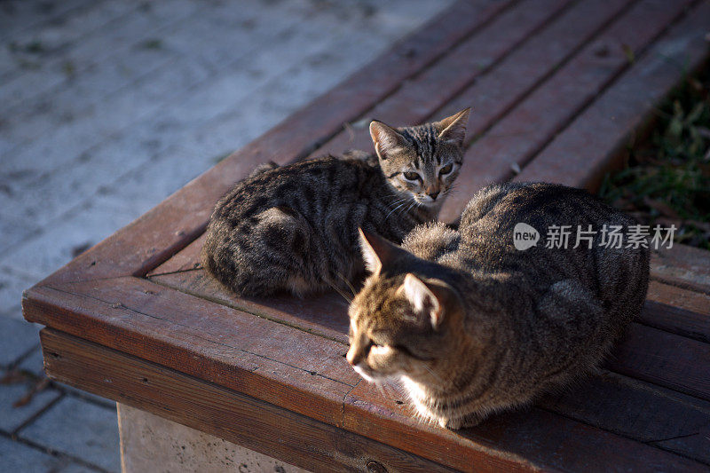 流浪猫