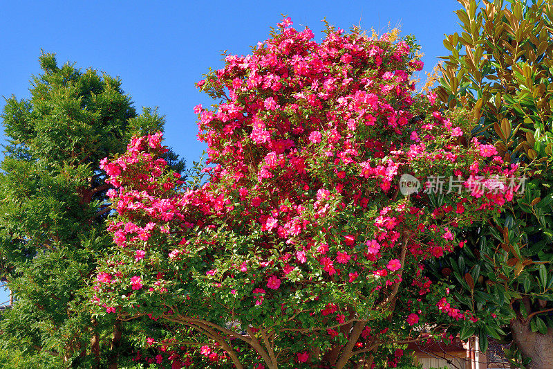 山茶花油茶花