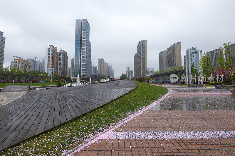 中国山东省日照市，花儿在春雨中绽放