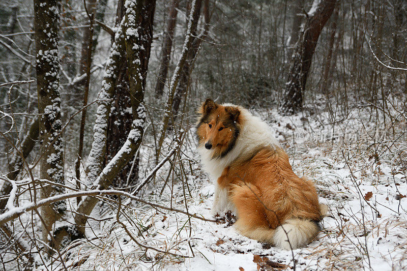 粗糙的牧羊犬坐在积雪的森林里