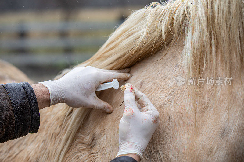 兽医用注射器给马注射抗生素的特写
