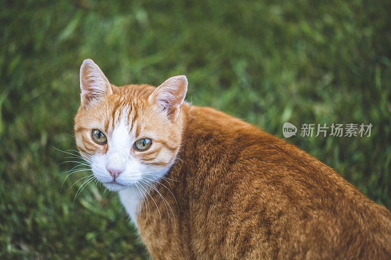 黄色虎斑猫特写肖像